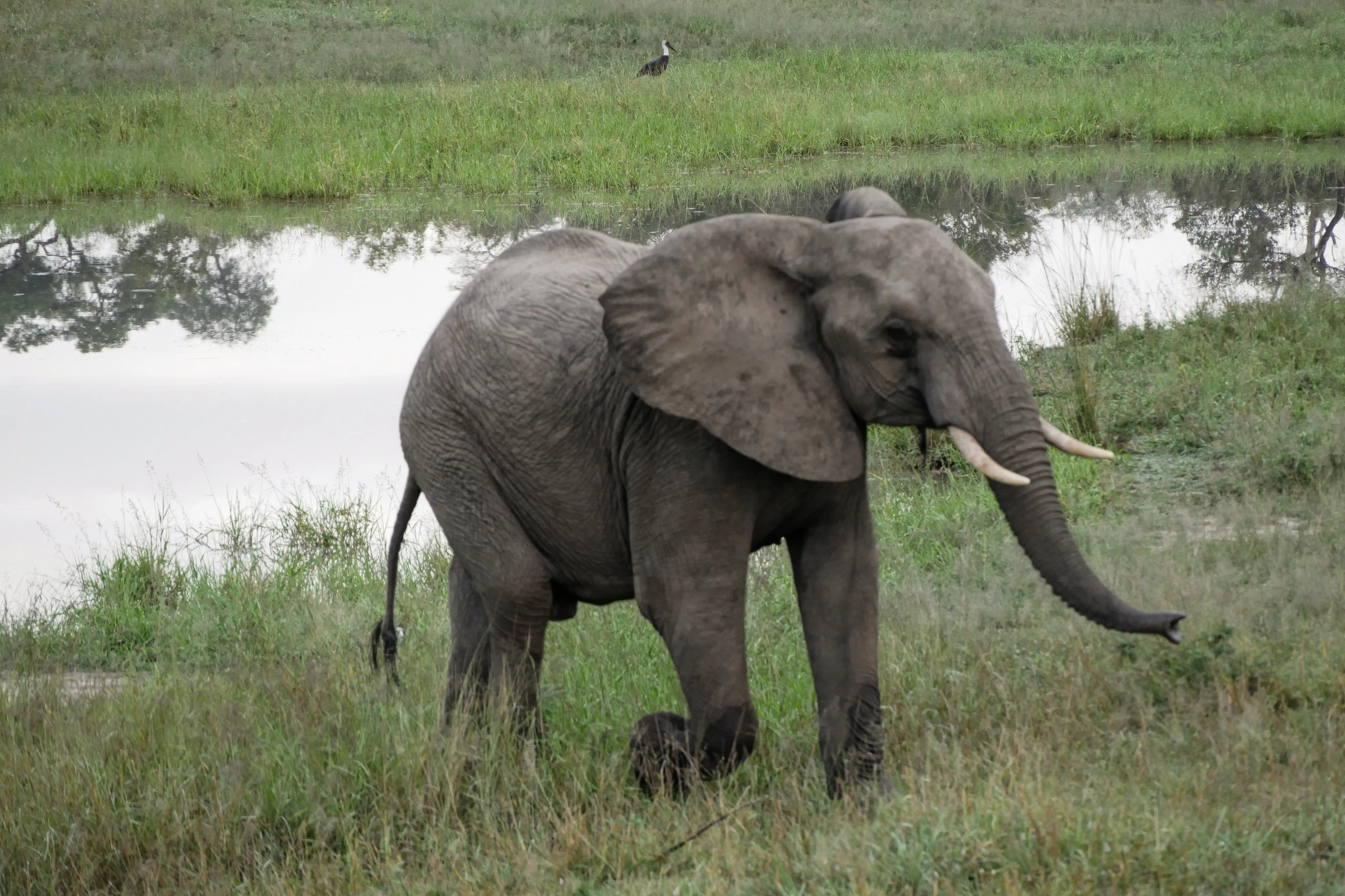 Kruger National Park: Entry + Guided Tour + Transport