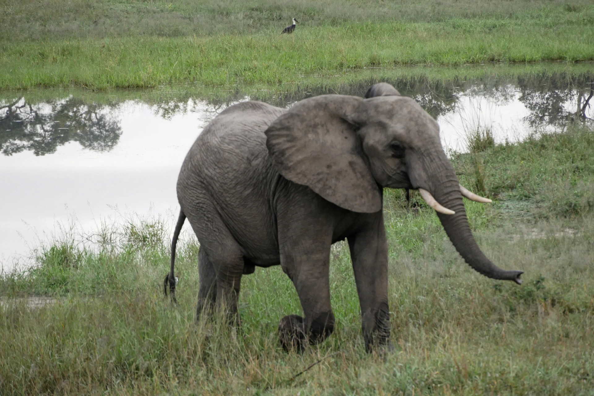 Elephant in the park