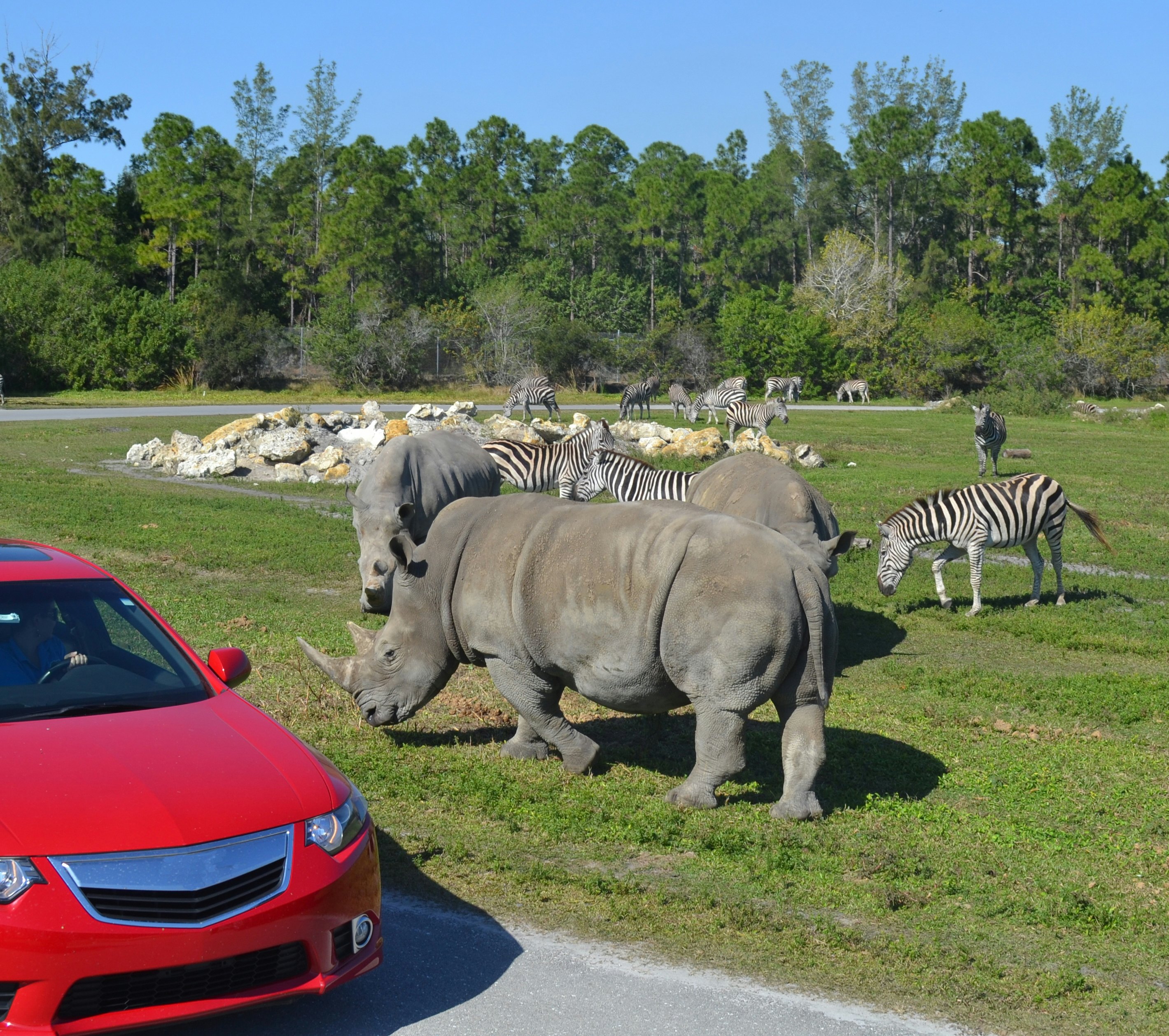 Tickets Lion Country Safari - Loxahatchee | Tiqets.com