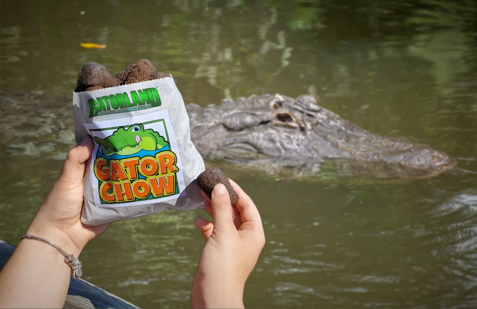 Packet of "GATORLAND GATOR CHOW" held by hands, with an alligator's head in the background.