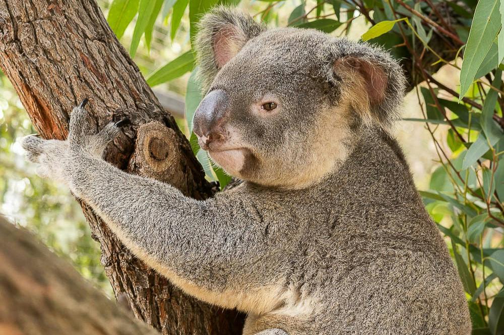Koala spoczywająca na gałęzi drzewa otoczonej zielonymi liśćmi.