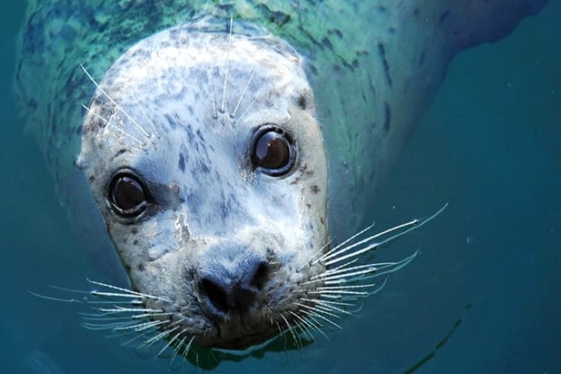 Aquário de Seattle: Bilhete de entrada + Woodland Park Zoo