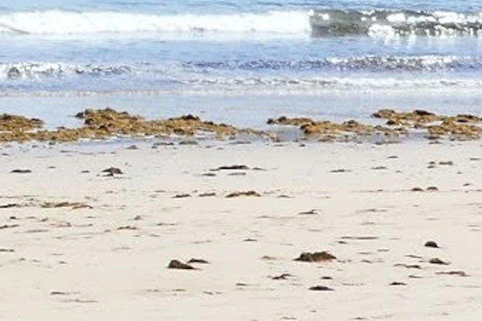 Three people in athletic wear performing exercises on a sandy beach with mountains and ocean in the background.