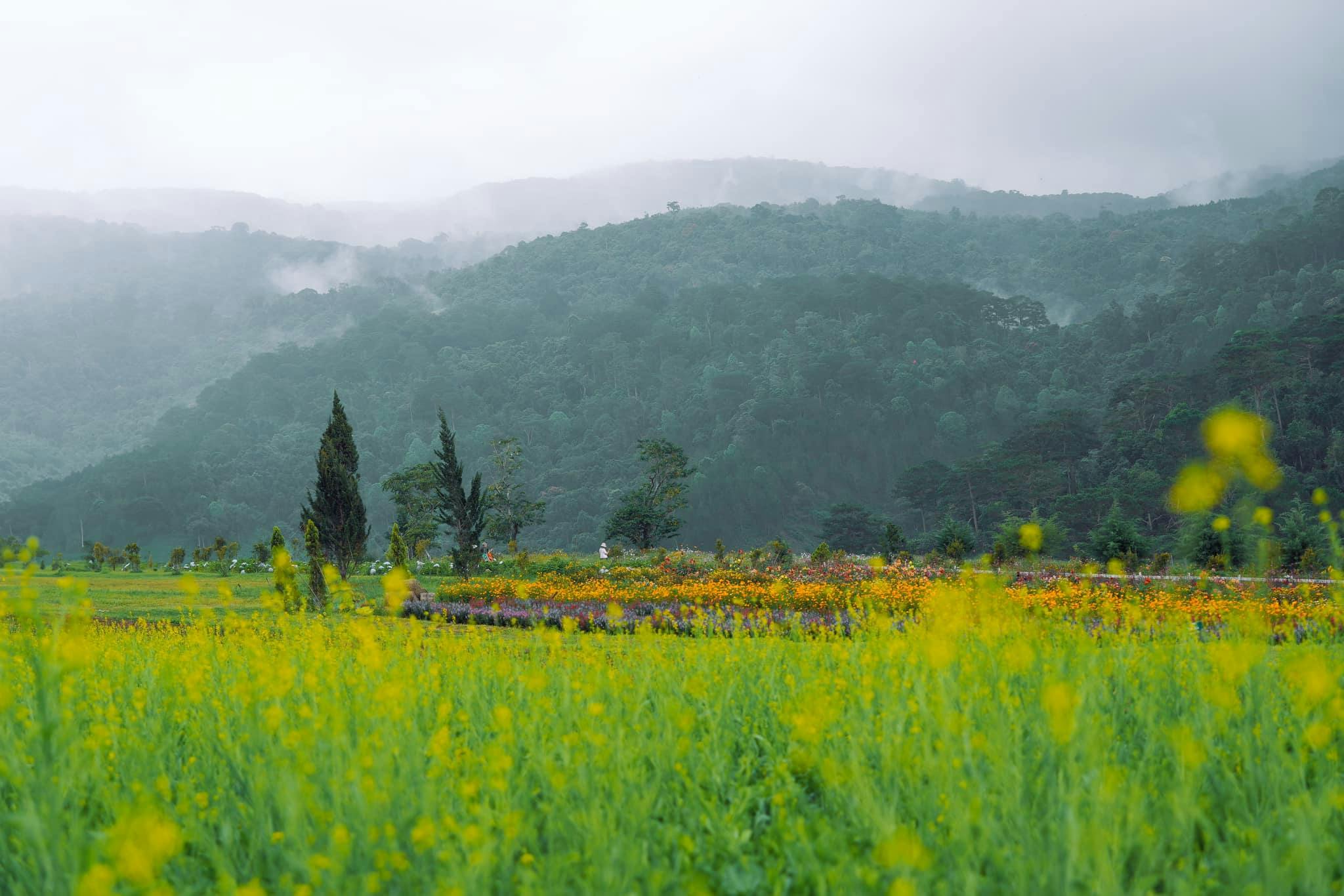A vibrant field of yellow flowers with trees, distant hills, and mist in the background.