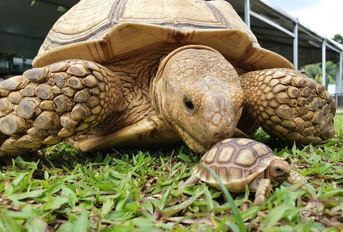 A large tortoise and a smaller tortoise on grass, with the larger one leaning over the smaller one.