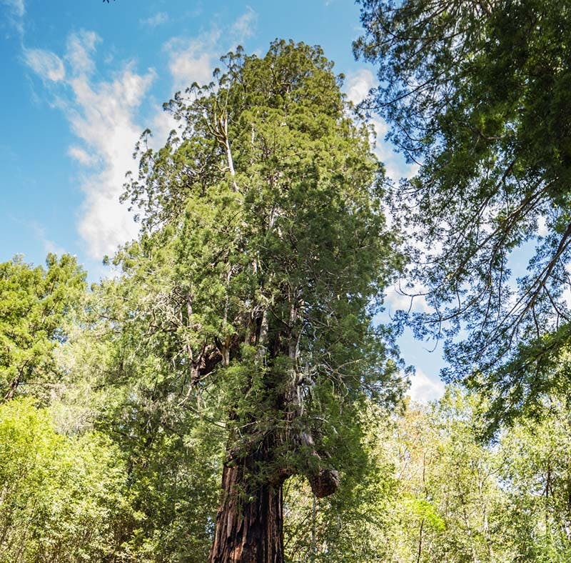 Un albero alto e verde con rami distesi, immerso in un cielo azzurro e circondato da una vegetazione rigogliosa e da alberi più piccoli.