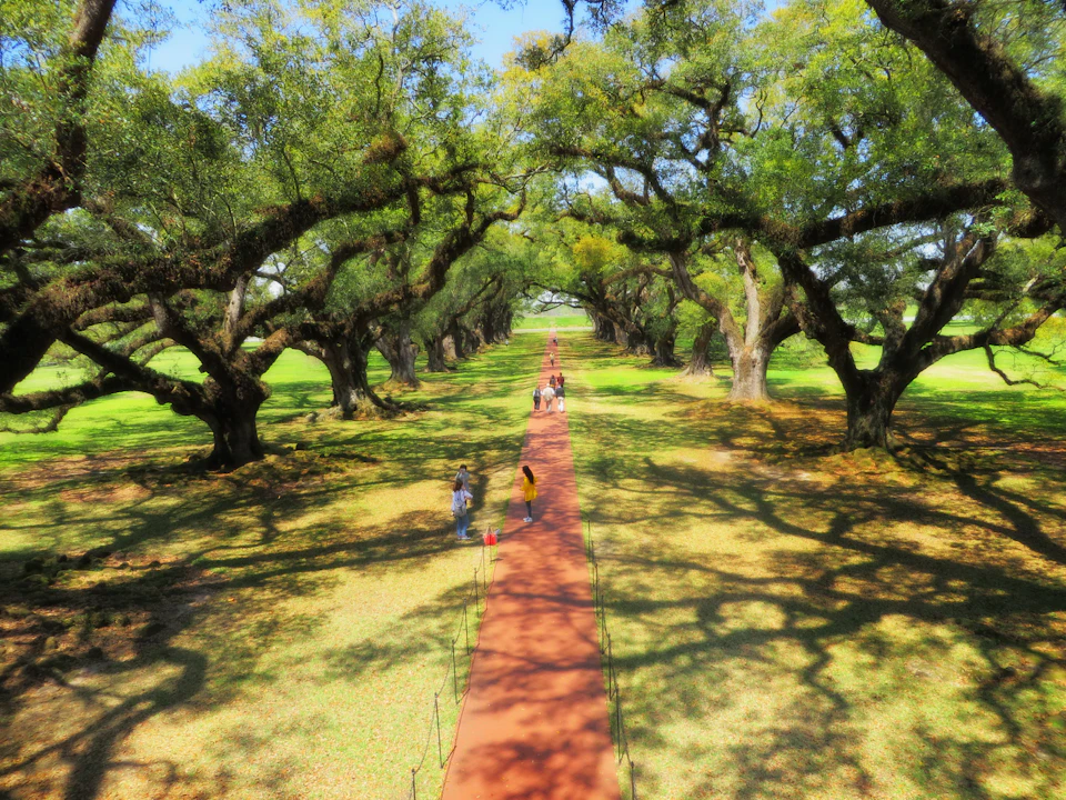 A red pathway lined with large oak trees, with people walking and taking photos under the shaded canopy.