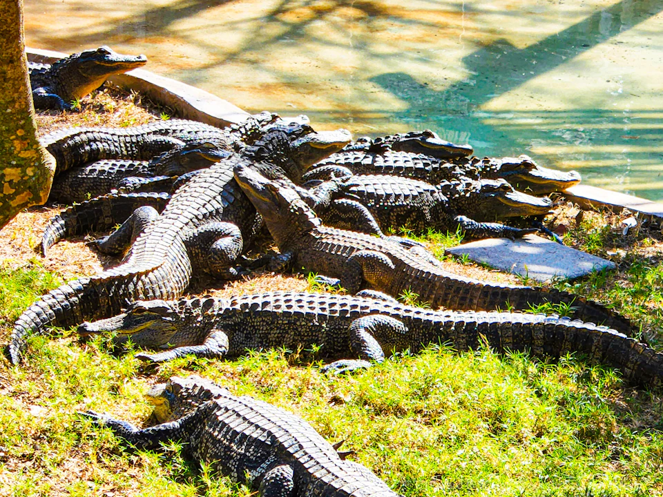 Gator Pond