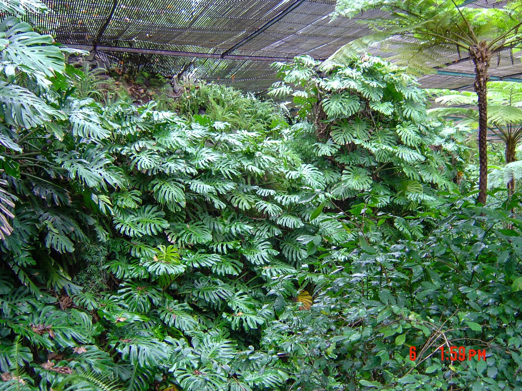 Ogród botaniczny w Lizbonie w Lizbonie