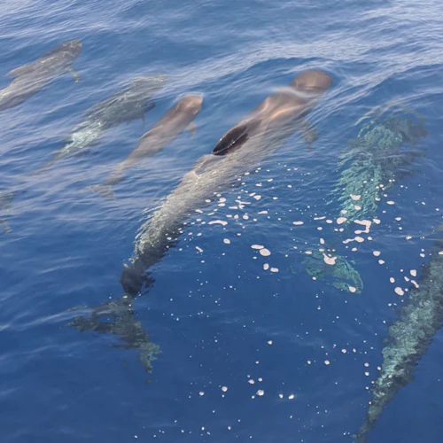 Tenerife: Excursão de 4,5 horas para observação de baleias e golfinhos em Masca e Los Gigantes - Photo 4