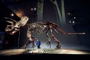 Visita al Hogar de los Dinosaurios