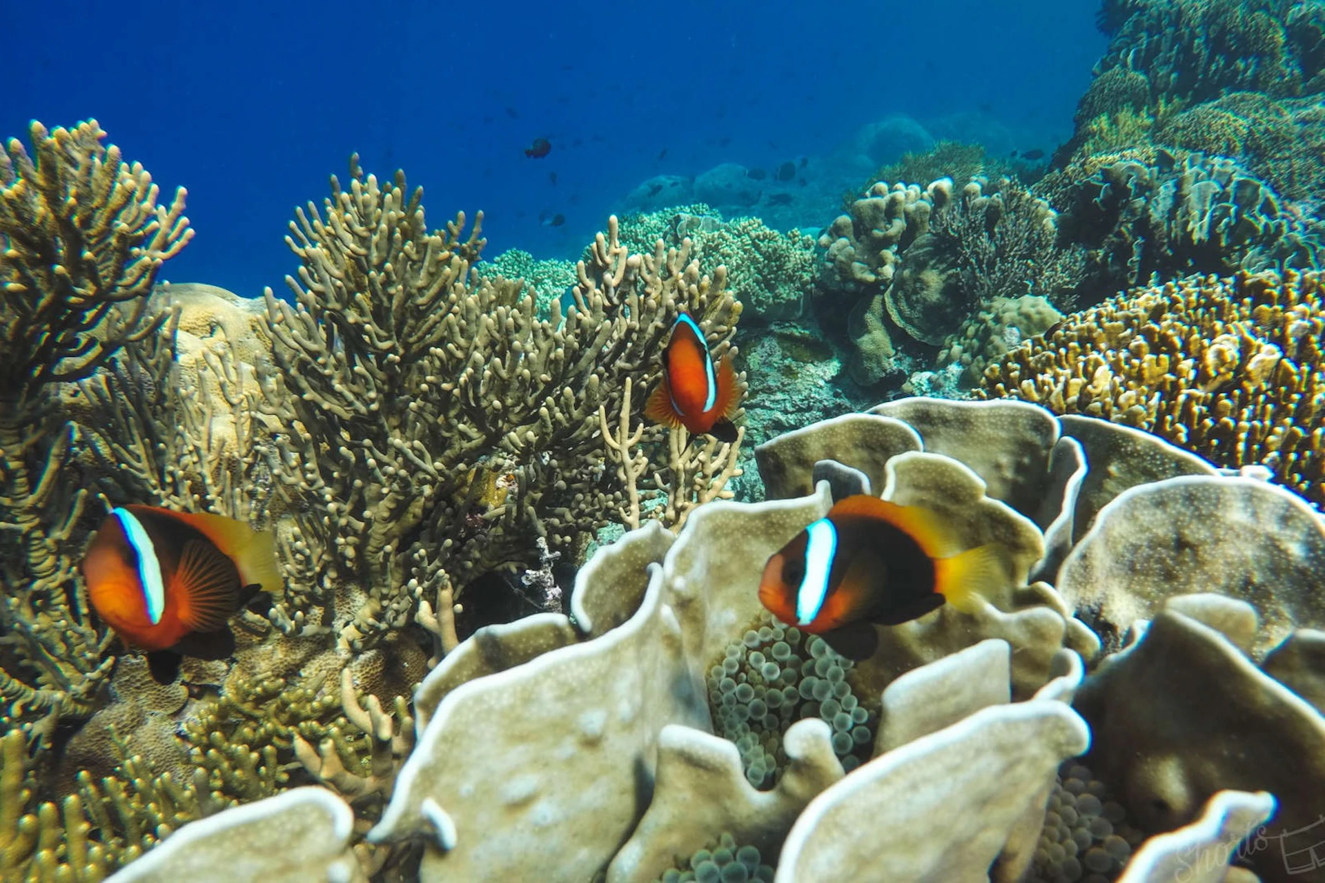 Coral Padang Bai