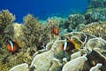 Koral Padang Bai