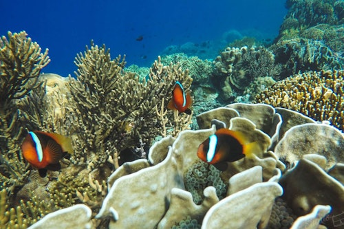 Padang Bai: Blue Lagoon & Tanjung Jepun Snorkeling with Lunch & Transfer
