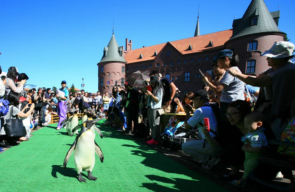 A group of penguins walking on a green path surrounded by people taking photos, with a castle in the background under a clear sky.