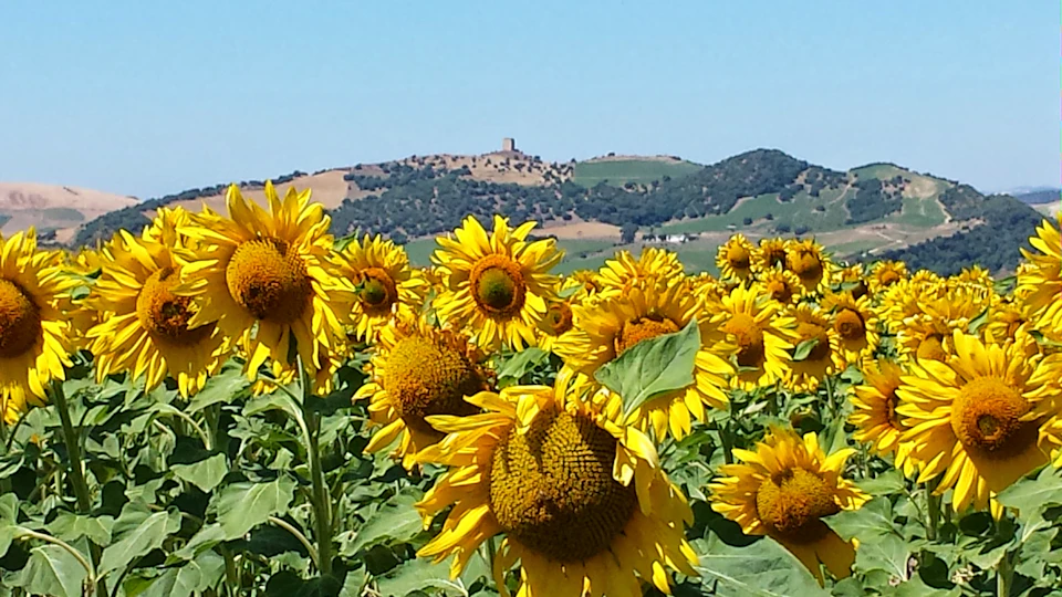 A field of sunflowers with green hills and a small structure on a hill in the background under a clear blue sky.