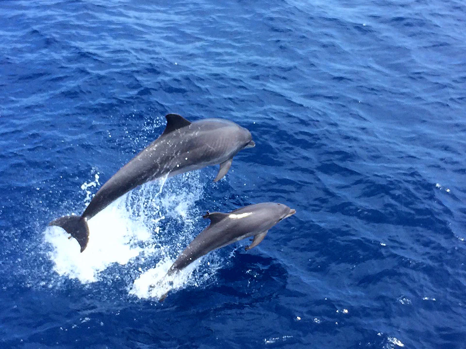 Two dolphins leaping out of the water against a backdrop of the ocean's deep blue waves.