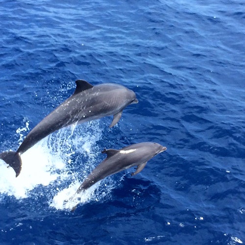 Santa Ponsa: Dolphin Watching Boat Excursion