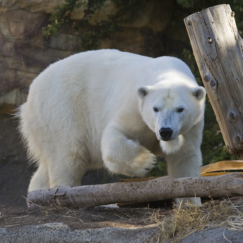サンディエゴ動物園のチケット Tiqets サンディエゴ動物園のチケット Tiqets
