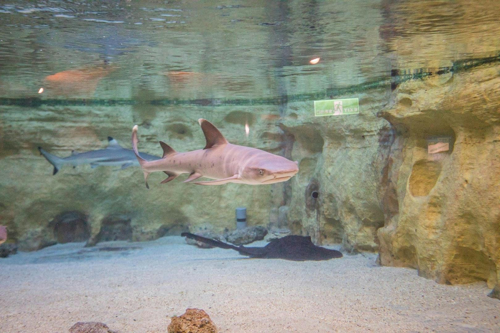 A shark swimming in a large aquarium tank with a rocky underwater environment and other marine animals in the background.