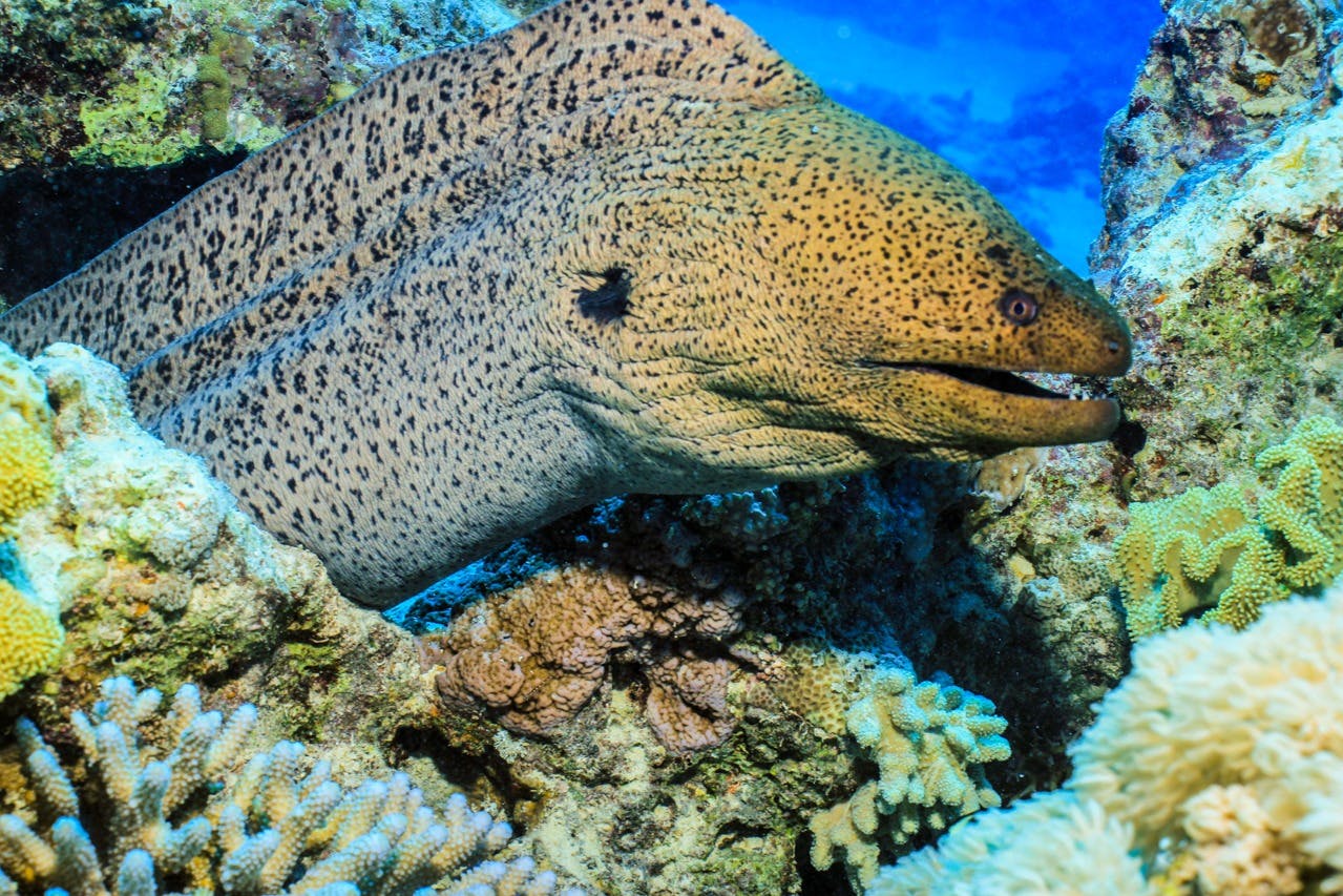 후르가다: 가이드와 함께하는 스쿠버다이빙 체험 + 왕복 교통편 + 점심 식사