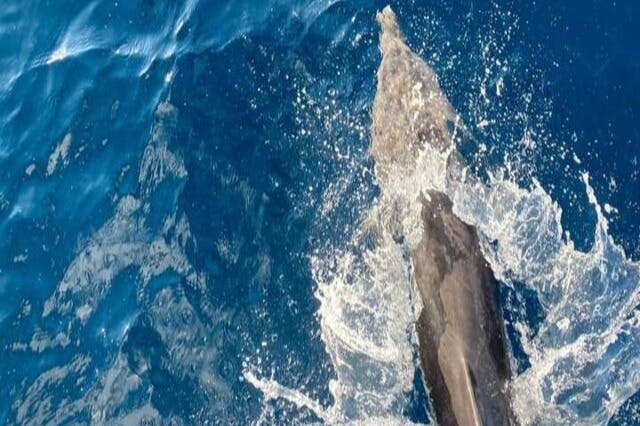 Τα δελφίνια τρέχουν με το σκάφος μας στο Marsa Alam.
