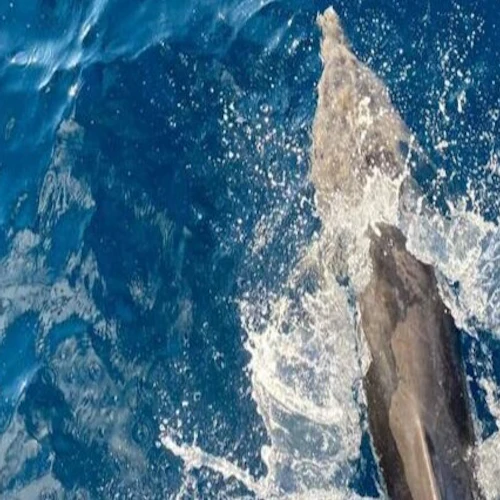 Sataya Dolphin House de El Quseir - Photo 14