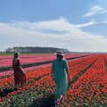 Fatti fotografare in uno dei campi di tulipani