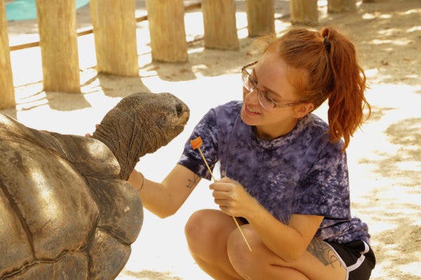 Osoba s červenými vlasy v culíku a brýlemi krmí želvu holí. Na pozadí je vidět písčitá plocha a dřevěné sloupy.
