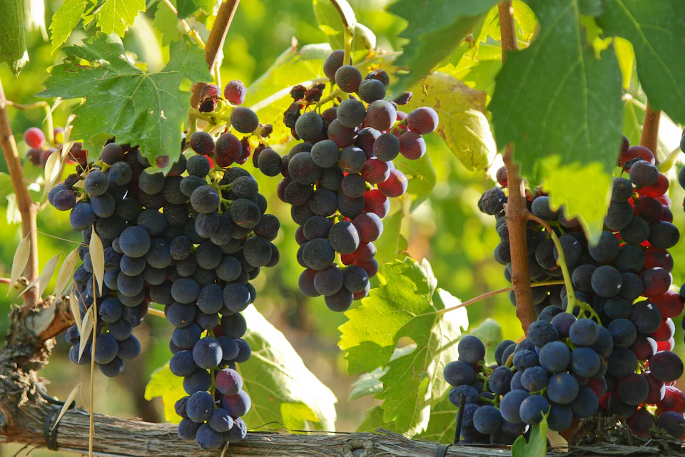 Grapes for Brunello