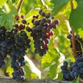 Grapes for Brunello