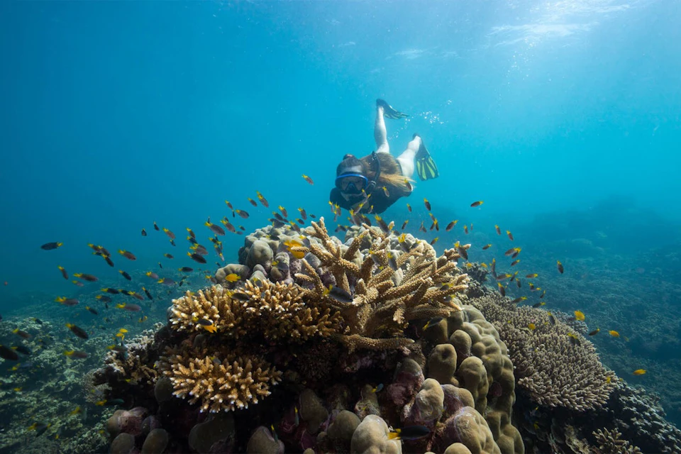 A diver swims above colorful coral reef and small fish in clear blue water.