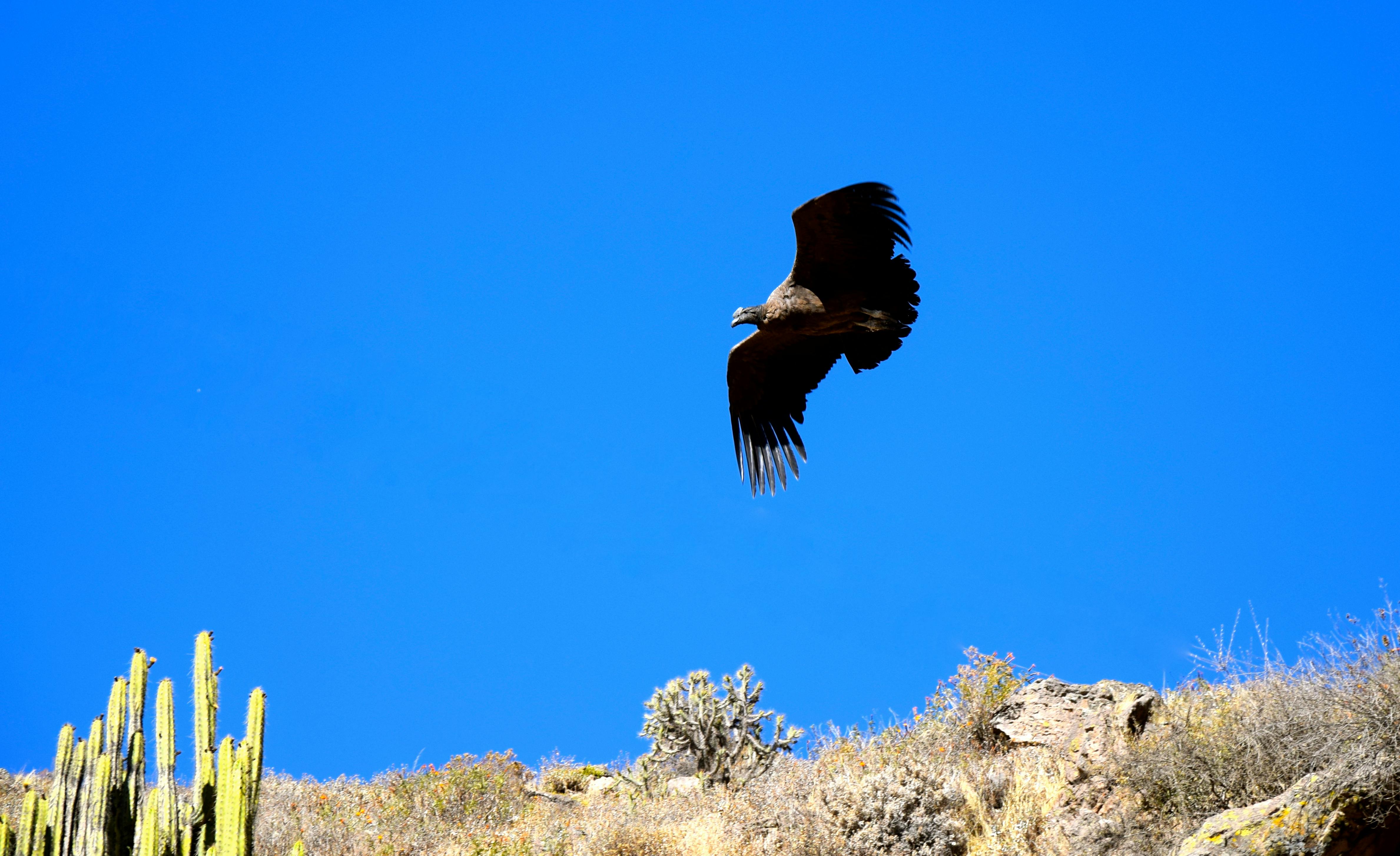 Большая птица с распростертыми крыльями парит над сухой, каменистой местностью под ясным, ярко-голубым небом.