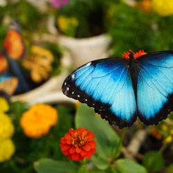 The Butterfly Gardens & The National Aquarium Abu Dhabi: Entry Ticket 2
