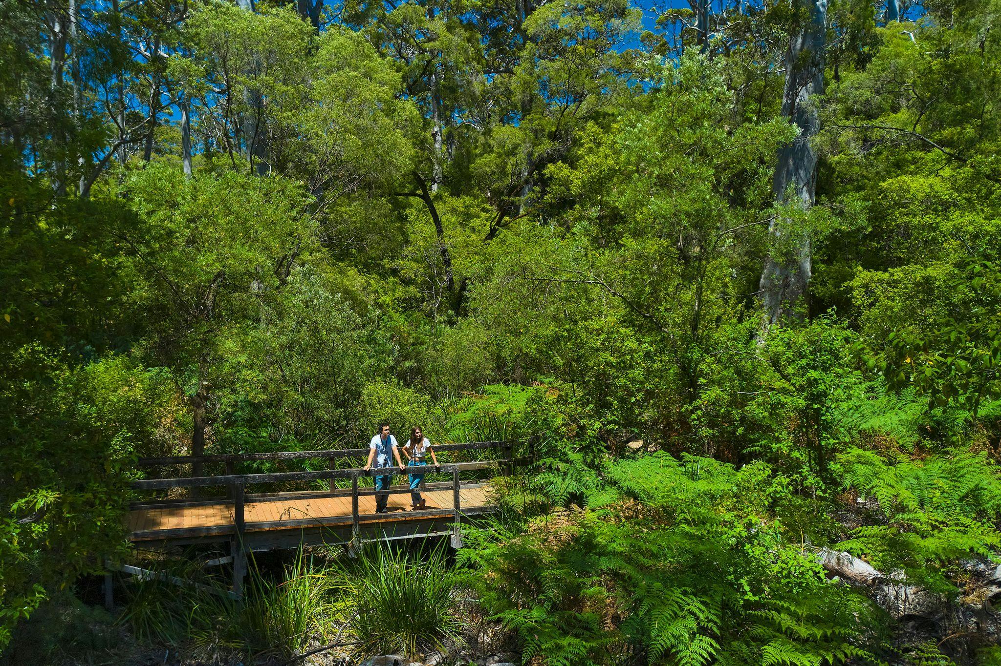 漫步周围的森林，完成您的体验