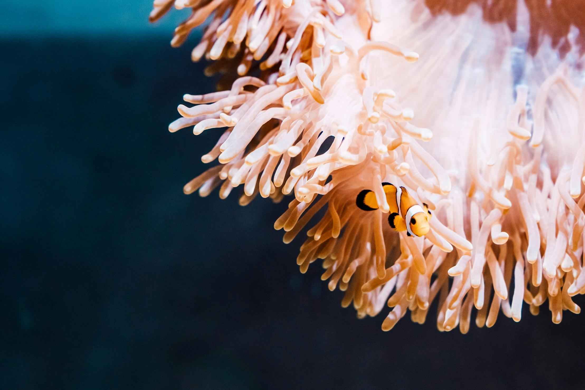 A clownfish swimming among the tentacles of a sea anemone in an underwater environment.