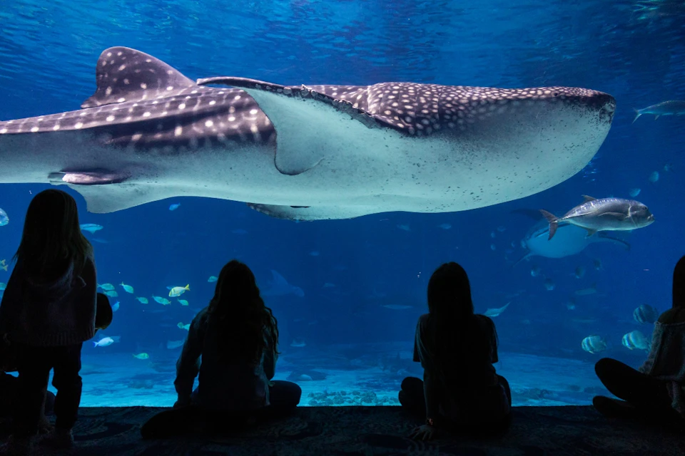 Georgia Aquarium