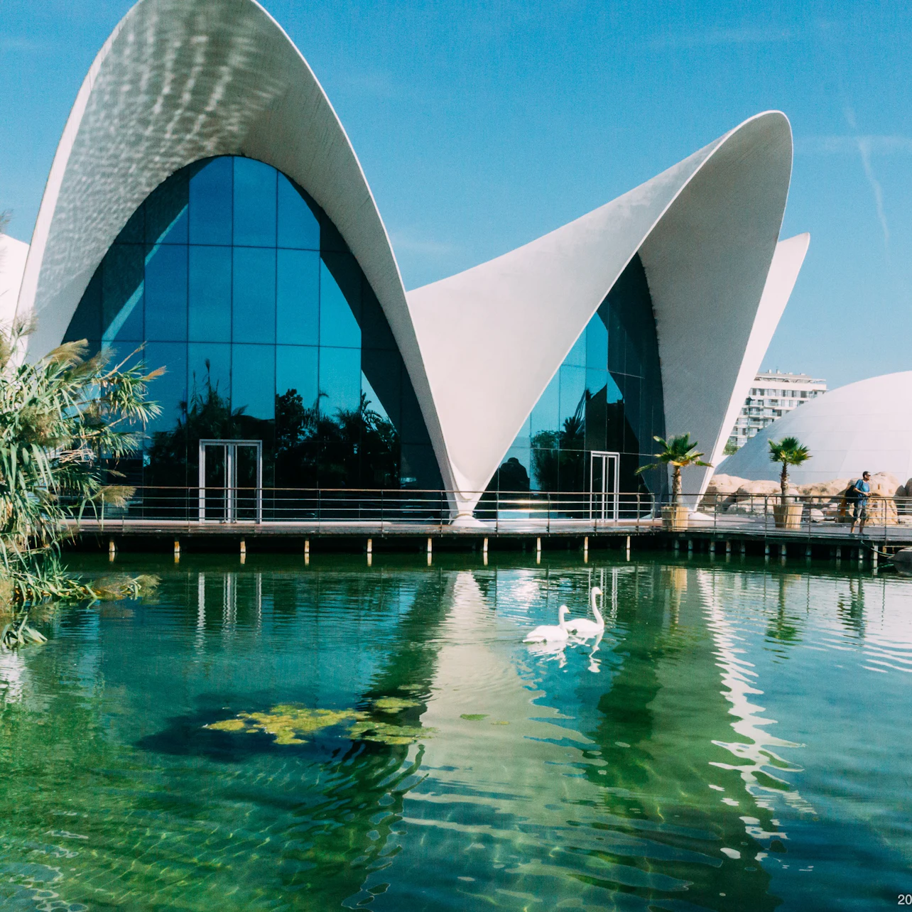 Modern white building with curved roofs reflecting on a pond with swans and palm trees under a clear blue sky.