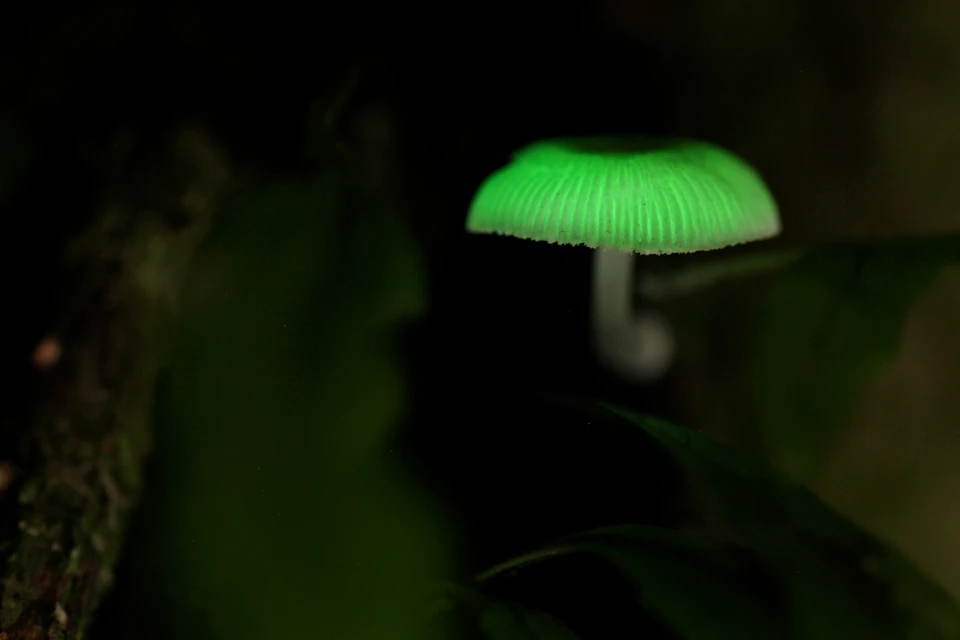 Luminescent mushroom
