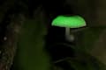 Luminescent mushroom