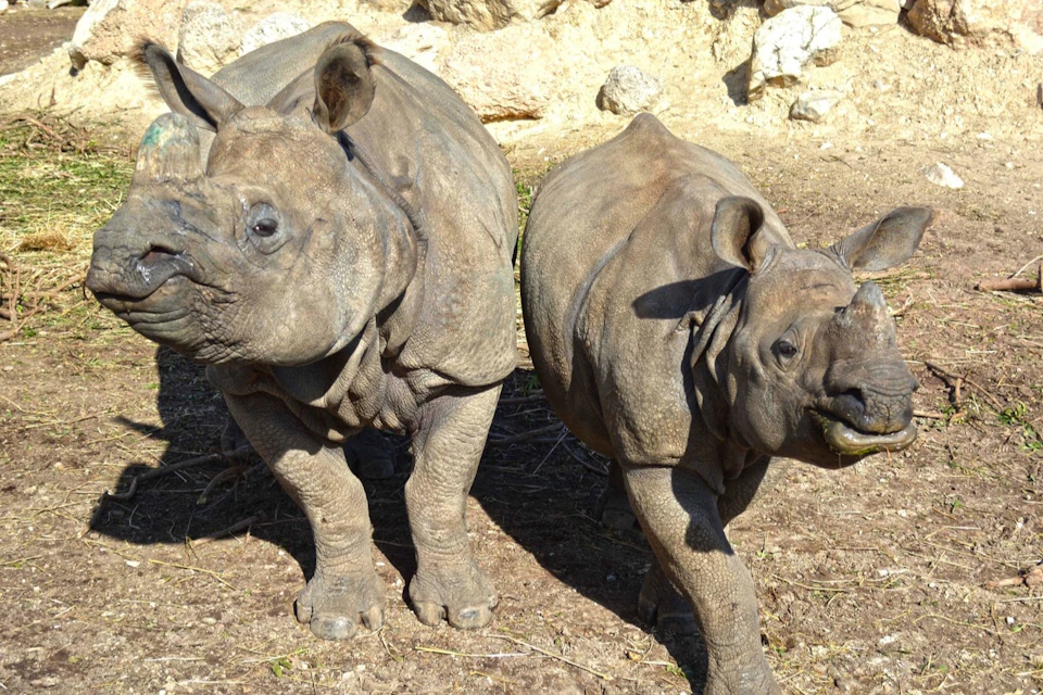 Two rhinos standing on dry land in an open-air setting, with rocks in the background.