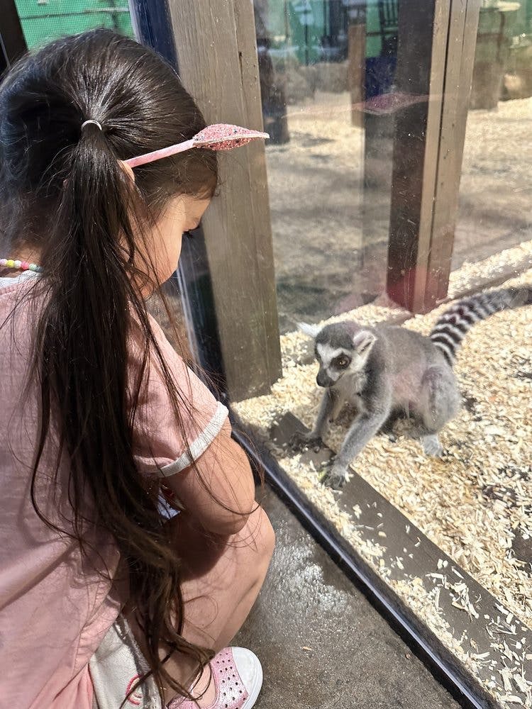 Una noia de cabell marró llarg i una diadema d'orella de gat mira un lèmur darrere d'un recinte de vidre ple d'escombraries de fusta.