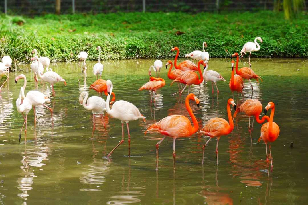 Zoo Negara Malaysia: Non-Malaysian Admission Ticket & Panda Conservation Centre
