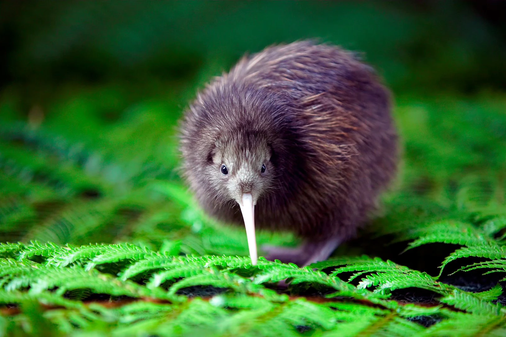 A kiwi bird with a brown, fluffy coat standing on green fern leaves.