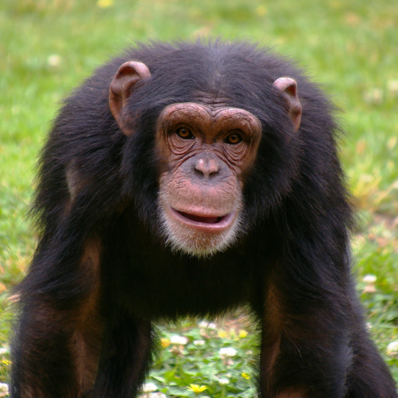 Lisbon Zoo: Fast Track Ticket in Lisbon β Tiqets