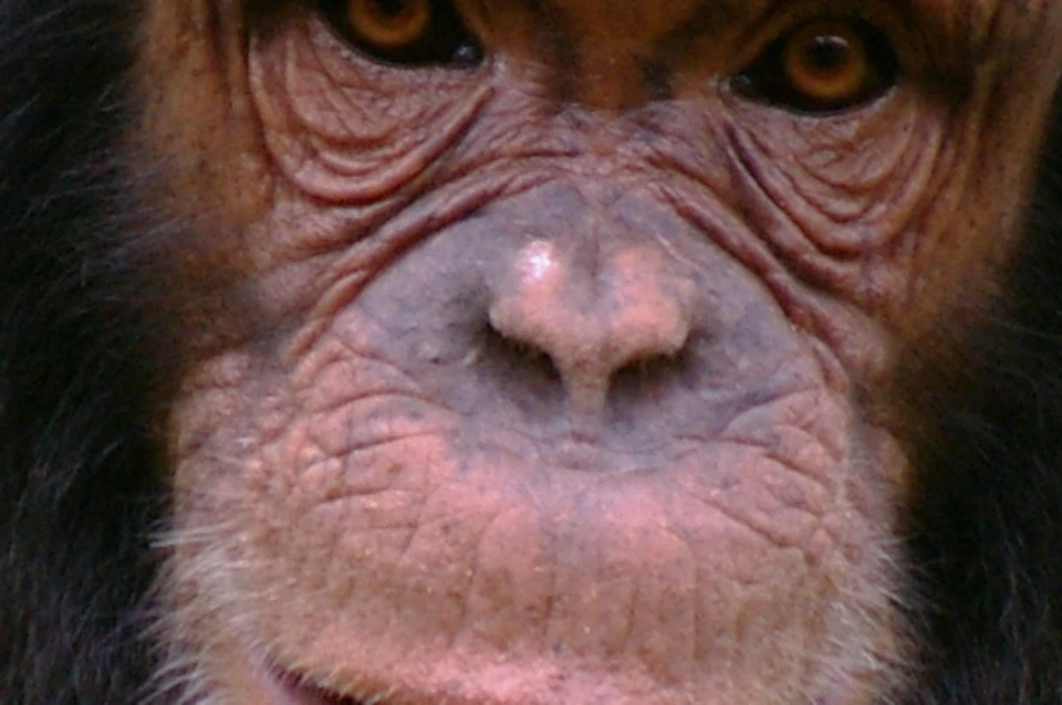 A chimpanzee with black fur and a light face stands on grassy ground, looking directly at the camera.