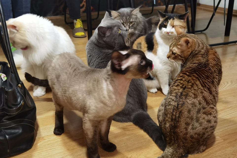 Special feline company