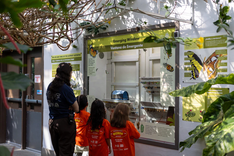 A group of children and a staff member observe a butterfly exhibit labeled "Emerging Window" in a nature-themed setting.