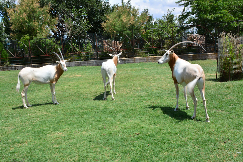 Three antelopes with curved horns stand on green grass near a fence and trees under a partly cloudy sky.