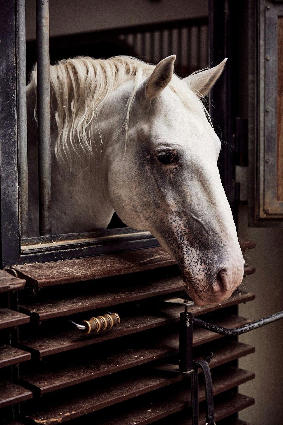 A white horse with its head poking out of a stable window, surrounded by wooden slats and bars.